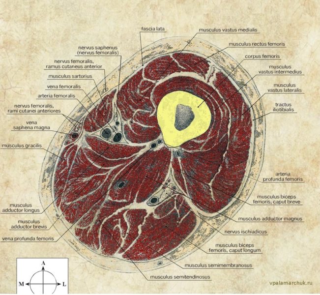 анатомия Пирогова