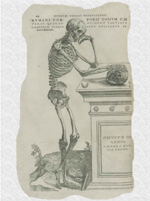 Скелет Везалия