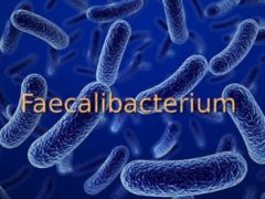 Faecalibacterium  — самая распространенная бактерия в кишечнике