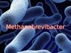Метанобразующие бактерии в кишечнике