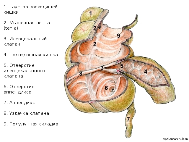 анатомия илеоцекального клапана