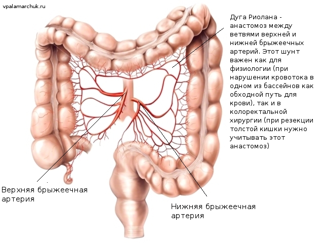 артерии толстого кишечника дуга риолана
