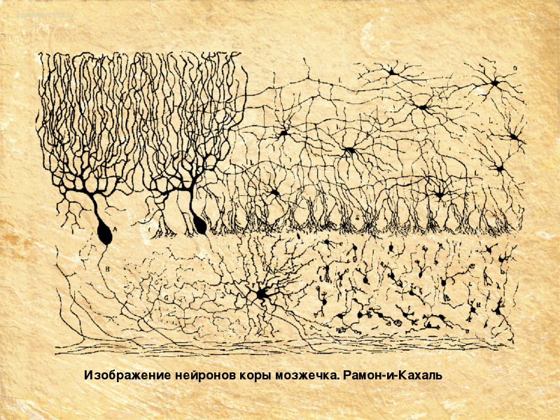 рисунок нейронов рамон и кахаль