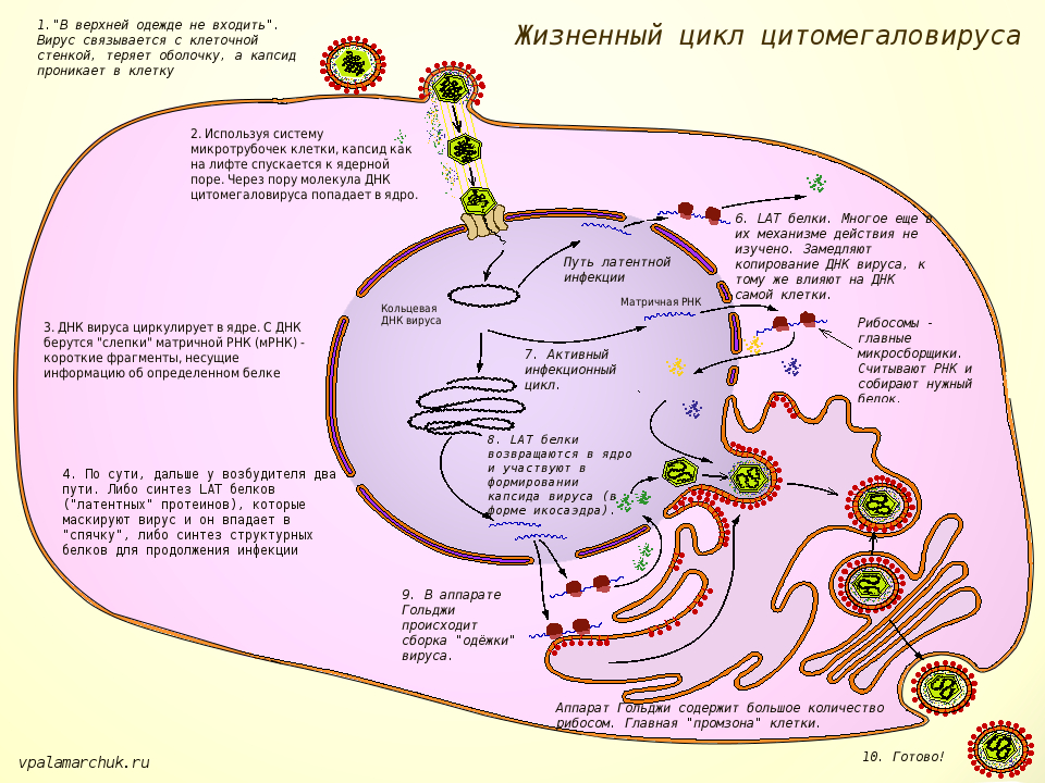 жизненный цикл цитомегаловируса