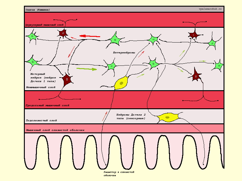 схема нервная система кишечника