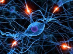 Второй мозг человека: нервная система кишечника