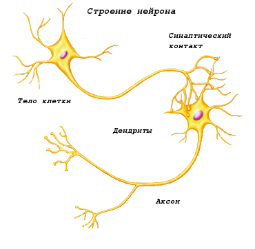 нейроны кишечника