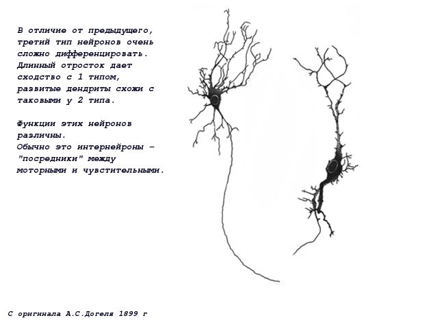 нейроны кишечника александр догель