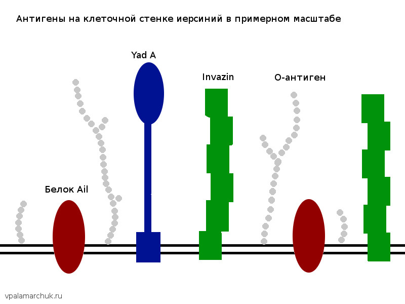 белки инвазии иерсиний